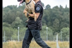 GDM-GE-Malinois-10