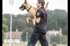 GDM-GE-Malinois-11