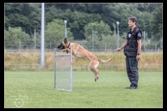 GDM-GE-Malinois-5