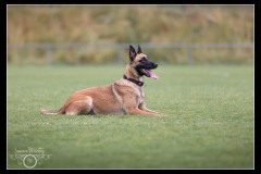 GDM-GE-Malinois-6