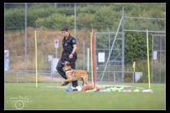 GDM-GE-Malinois-7