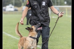GDM-GE-Malinois-8