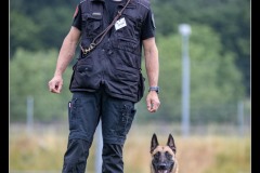 GDM-GE-Malinois-9