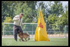 GPA-Malinois-10