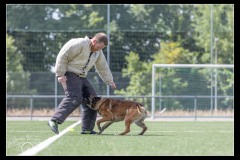 GPA-Malinois-11