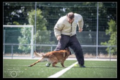 GPA-Malinois-12