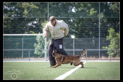 GPA-Malinois-13