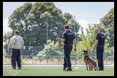 GPA-Malinois-15