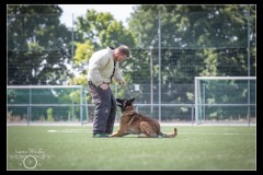 GPA-Malinois-16