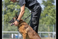 GPA-Malinois-18