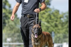 GPA-Malinois-19