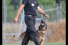 GPA-Malinois-2