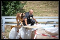 GPA-Malinois-21