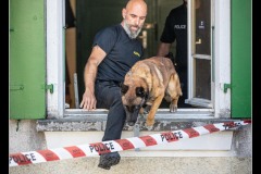 GPA-Malinois-22