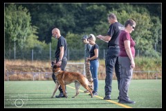 GPA-Malinois-6