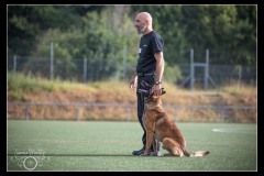 GPA-Malinois-7