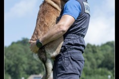 GardeFrontiere-MalinoisA-3