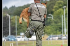 Militaire-Malinois-2