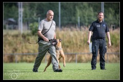 Militaire-Malinois-3