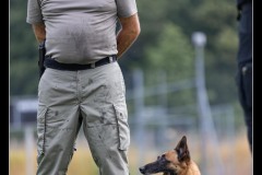Militaire-Malinois-5