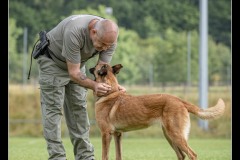 Militaire-Malinois-7