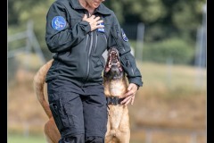 Police-Jura-Malinois-2