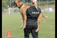Police-Jura-Malinois-5