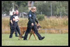 Police-Jura-Malinois-6