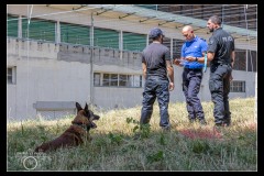 Protectas-Malinois-A-10