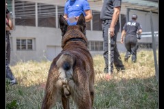 Protectas-Malinois-A-11
