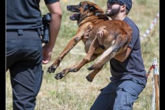Protectas-Malinois-A-3