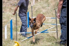 Protectas-Malinois-A-5