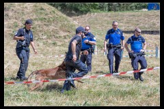 Protectas-Malinois-A-9
