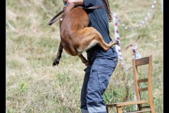 Protectas-Malinois-B-2