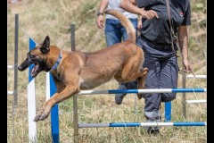 Protectas-Malinois-B-3