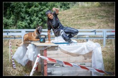 Protectas-Malinois-B-4
