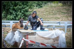 Protectas-Malinois-B-6