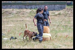 Protectas-Malinois-B-7